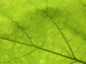 Lyme Disease and Chronic Infections: Our Effective Treatment